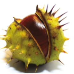 Conker Communications