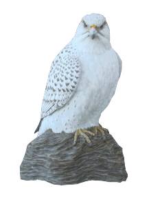 WhiteGyr Web Page Design and Hosting