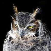 Wild Owl Digital